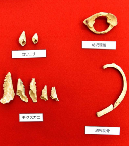 記事 和訳 沖縄で世界最古の釣り針発見 You Tubeと映画で英語 独学でペラペラを目指そう